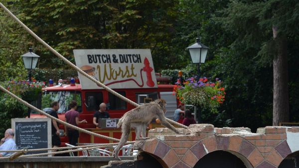 Zoo'n Zoomer Food Festival 2017 gespot! - FoodtruckSpotters.nl